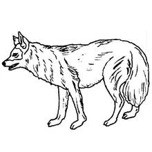 Wolf standing in profile view coloring page