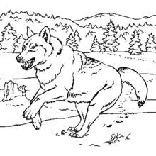 Wolf running through a forest clearing coloring page