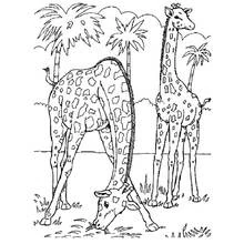 Giraffe pair grazing near palm trees coloring page