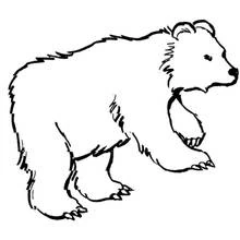 Bear walking on all fours coloring page