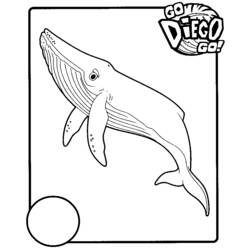 Go Diego! humpback whale swimming coloring page