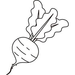 Beet - Free printable coloring pages