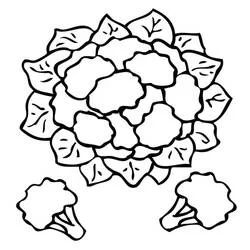 Cauliflower - Free printable coloring pages