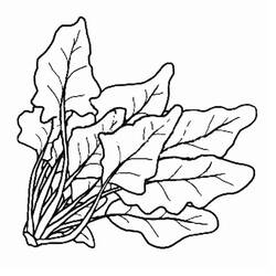 Spinach - Free printable coloring pages