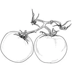 Two tomatoes on the vine coloring page