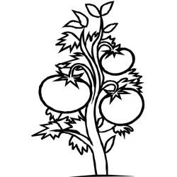 Tomato plant full of ripe tomatoes coloring page