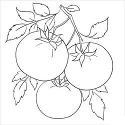 Tomato branch with three ripe fruits coloring page