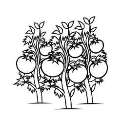 Tomato plants full of ripe fruit coloring page