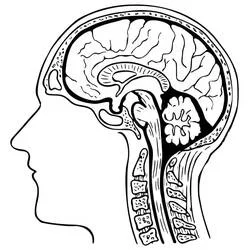 Human Brain - Free printable coloring pages