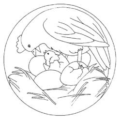 Hen mandala with chick and eggs in nest coloring page