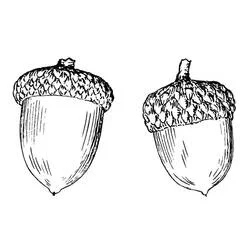 Acorn coloring page #218500 to print and color