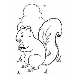 Acorn coloring page #218502 to print and color