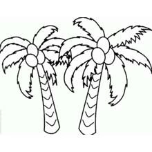 Coconut tree - Free printable coloring pages