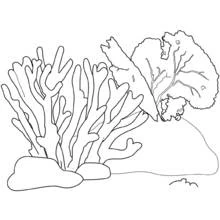 Coral branches on the seabed coloring page
