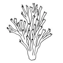 Coral branch with pointed tips coloring page