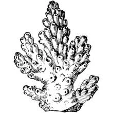 Branching coral colony coloring page
