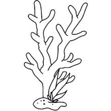 Coral - Free printable coloring pages