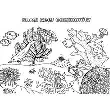 Coral reef community with dolphin and turtle coloring page