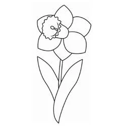 Daffodil - Free printable coloring pages