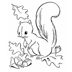 Squirrel with acorns and autumn leaves coloring page