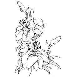 Lily - Free printable coloring pages