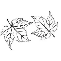 Maple Leaf - Free printable coloring pages