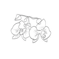 Orchid - Free printable coloring pages