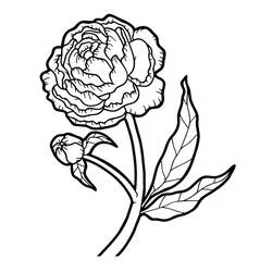 Peony - Free printable coloring pages