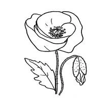 Poppy - Free printable coloring pages