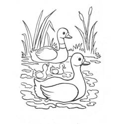Duck family swimming on the river coloring page