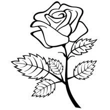 Rose in full bloom with leaves coloring page