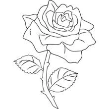 Single rose with thorny stem and two leaves coloring page