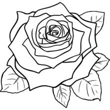 Rose in full bloom coloring page