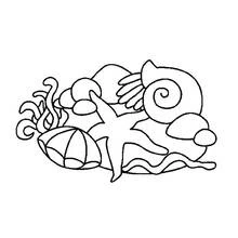 Starfish and shells on the seabed coloring page