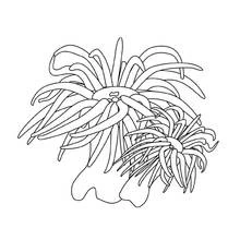 Sea anemones on the ocean floor coloring page