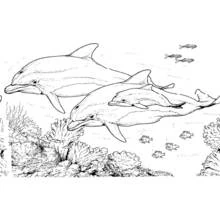 Dolphins swimming above the coral reef coloring page
