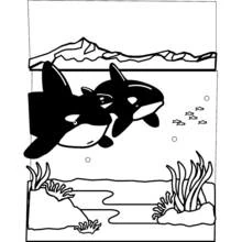 Two orcas swimming near icy mountains coloring page