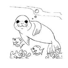 Seal swimming with fish coloring page