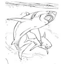 Two sharks swimming near the surface coloring page