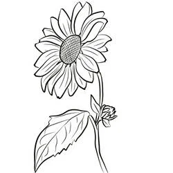 Sunflower - Free printable coloring pages