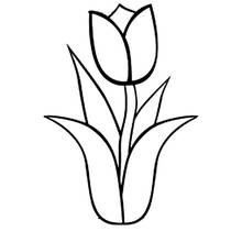 Tulip - Free printable coloring pages