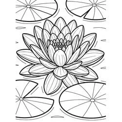 water lily - Free printable coloring pages