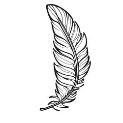 Feather with detailed barbs coloring page